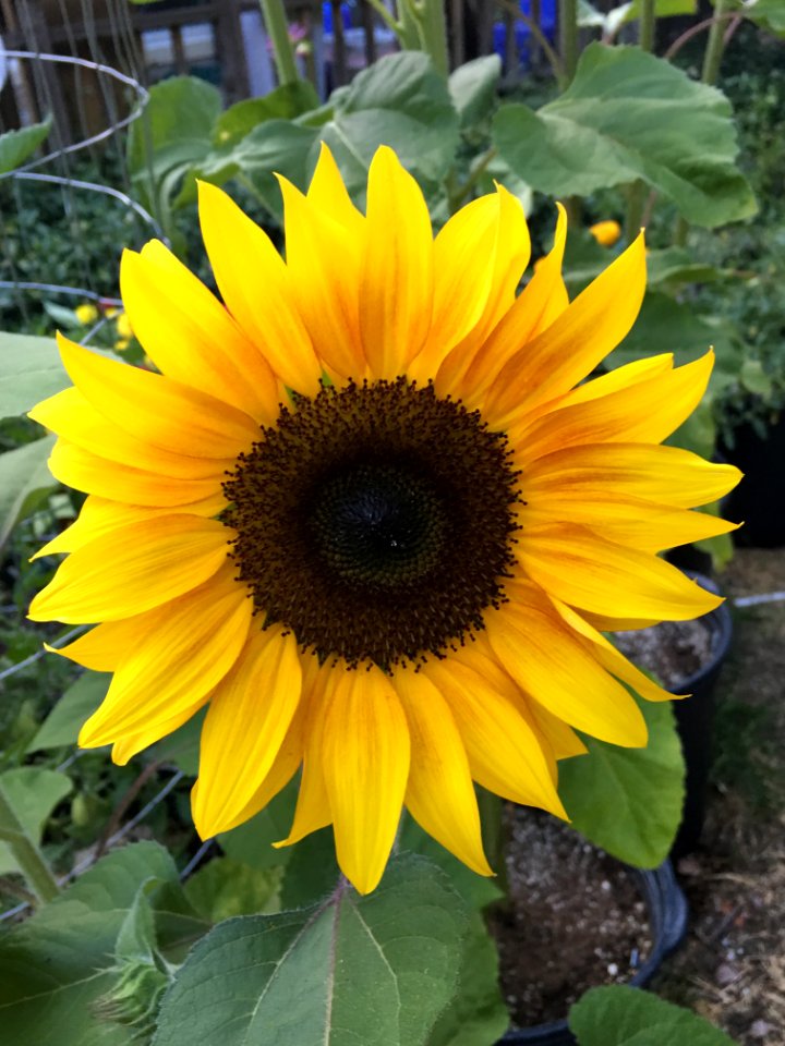 Sunflowers public domain helianthus annuus IMG 2216