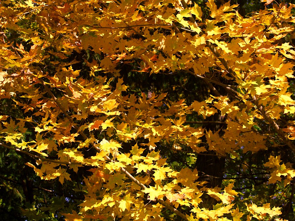 Sun on Maple Leaves, Bird Park, Mount Lebanon, 2019-10-23, 01