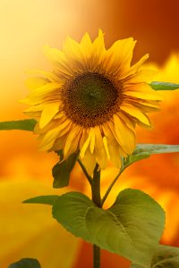 Sunflower (220606781)
