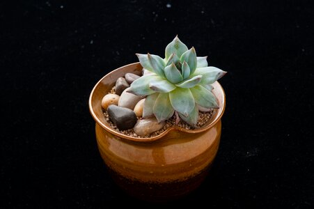 Plant gardening potted plants