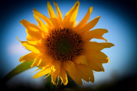 Sunflower (170274819)