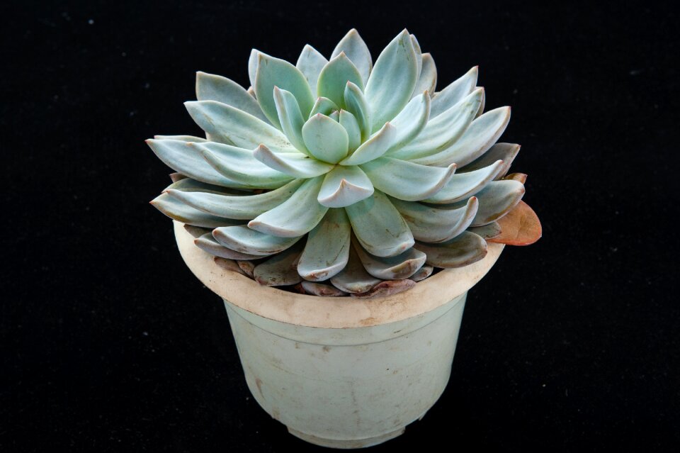 Plant gardening potted plants