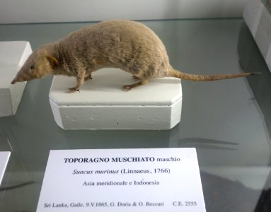 Suncus murinus - Museo Civico di Storia Naturale Giacomo Doria - Genoa, Italy - DSC02757