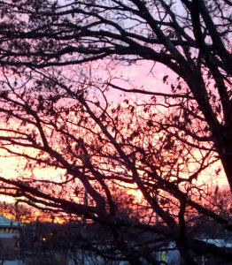 Sunset with bare trees December in New Jersey