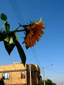 Sunflower in sidewalk front a house - alley in 17 shahrivar st - Nishapur 07