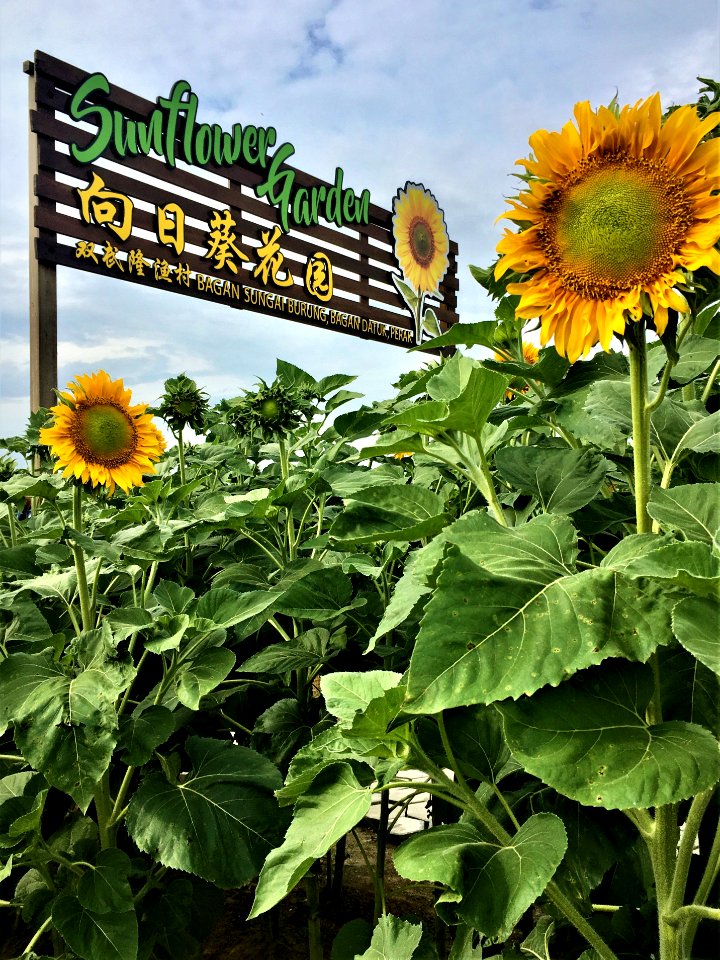 Sunflower Garden 1
