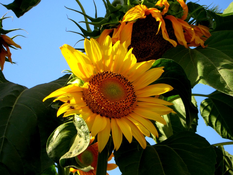 Sunflower in sidewalk front a house - alley in 17 shahrivar st - Nishapur 08