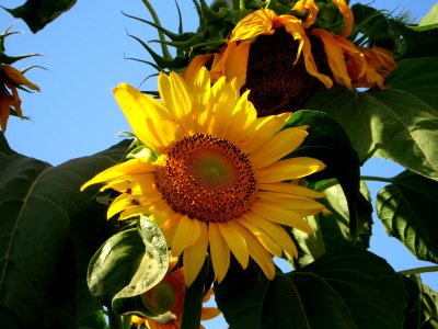 Sunflower in sidewalk front a house - alley in 17 shahrivar st - Nishapur 08
