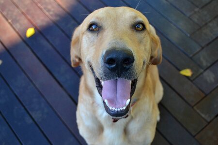 Friendly cute dog