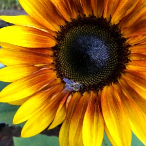 Sunflowers public domain helianthus annuus IMG 0793