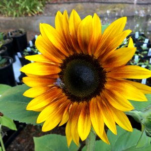 Sunflowers public domain helianthus annuus IMG 0784