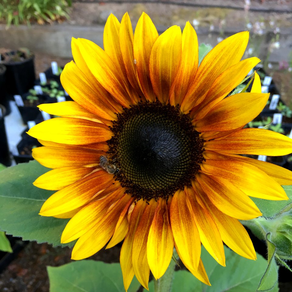 Sunflowers public domain helianthus annuus IMG 0782