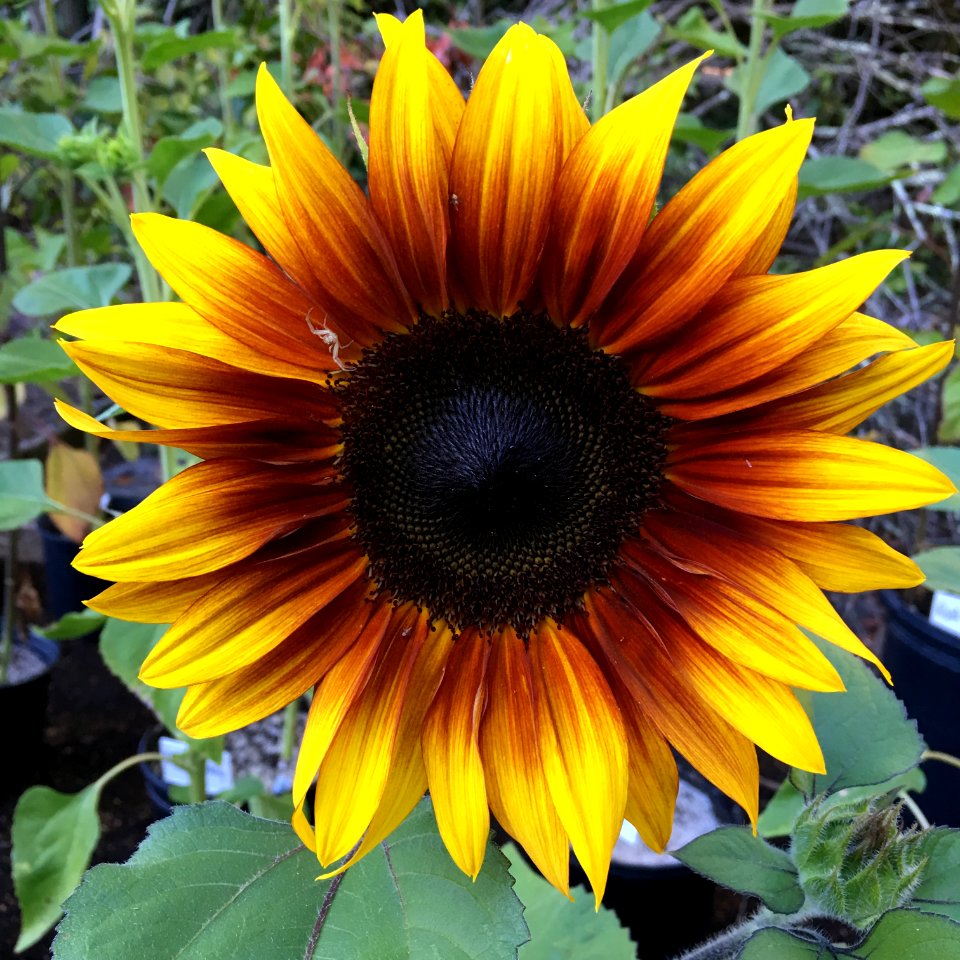 Sunflowers public domain helianthus annuus IMG 0438
