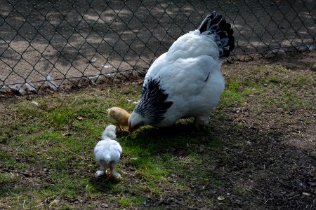 Sundheimer Glucke mit zwei verschiedenen Küken