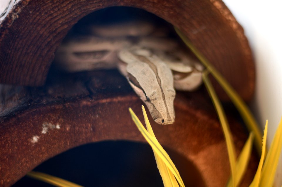 Suriname Boa constrictor constrictor