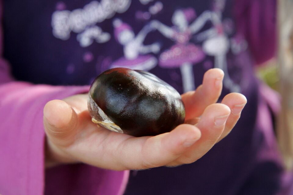 Child autumn gather chestnuts
