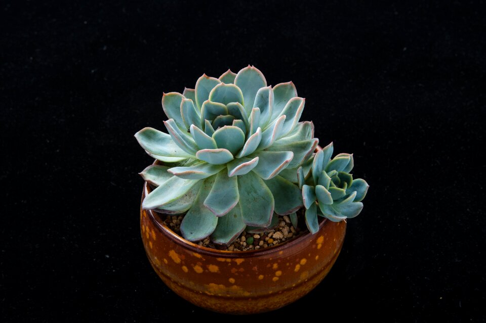 Planting potted plants art