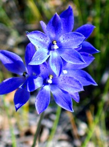 Sun Orchid Bairne Track