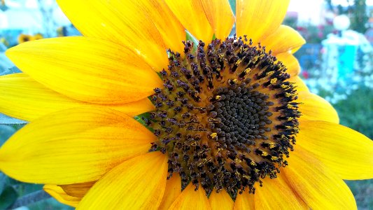 Sunflower (233500525)