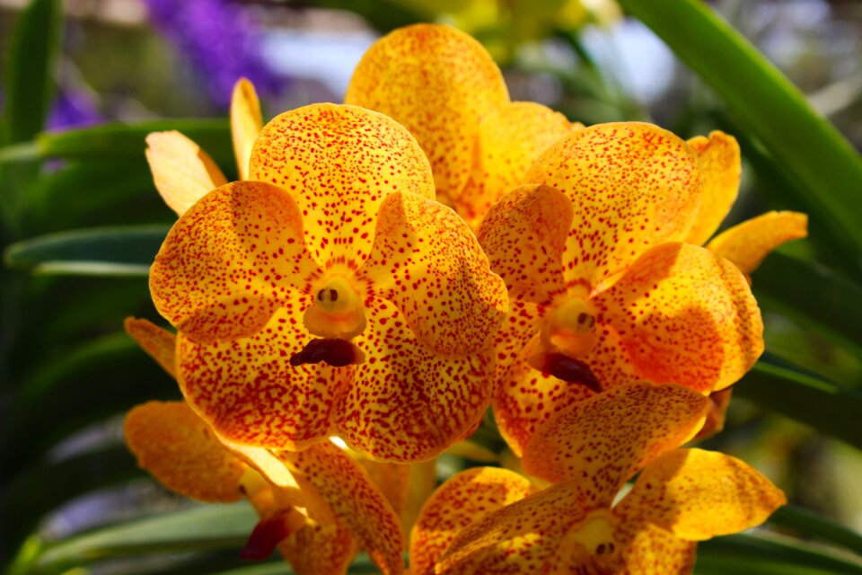Blossom nature tropical