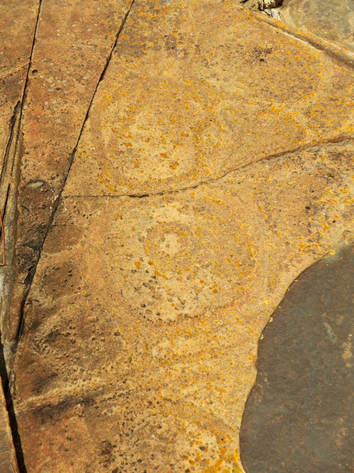 Sundown-Point-petroglyphs-20160924-013