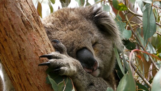 Koala sleep australia photo