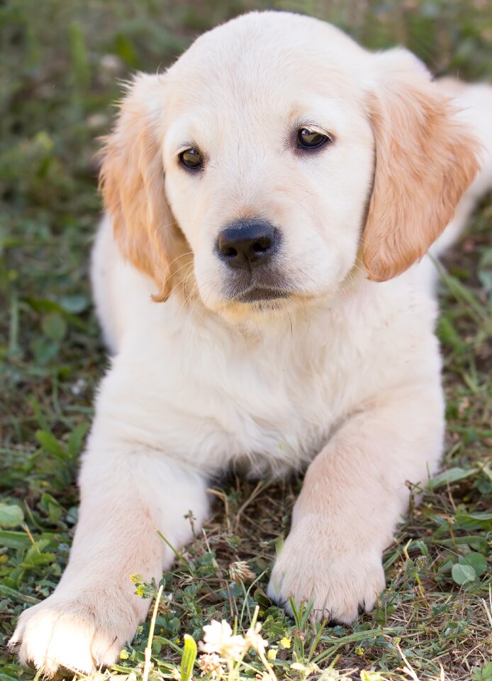 Young purebred dog in the free