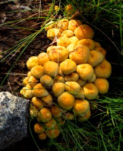 Sulphur tuft in Dalskogen 3