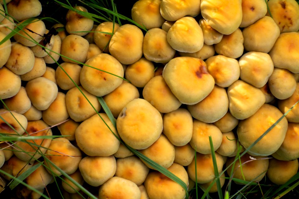 Sulphur tuft in Dalskogen 2