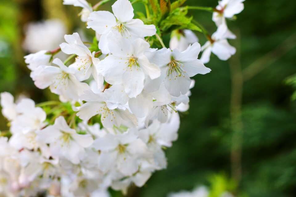 White flowers spring nature