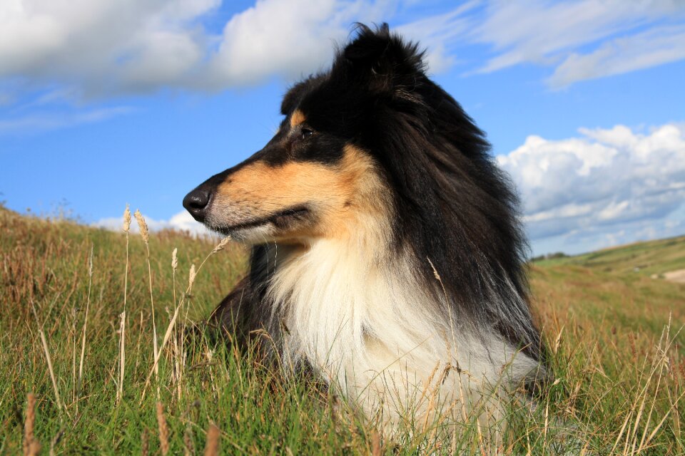Meadow sky clouds