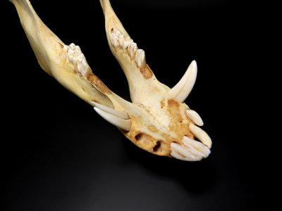 Sus scrofa - mandibula (teeth detail) 2