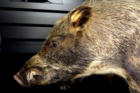 Sus scrofa (head) - National Museum of Nature and Science, Tokyo - DSC06814