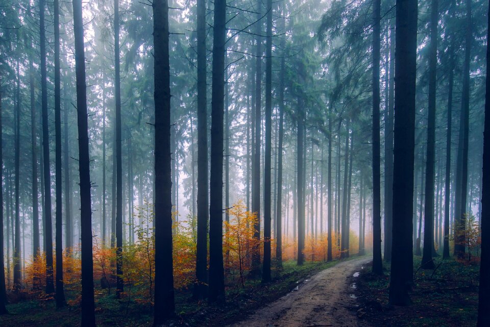 Autumn forest trees photo