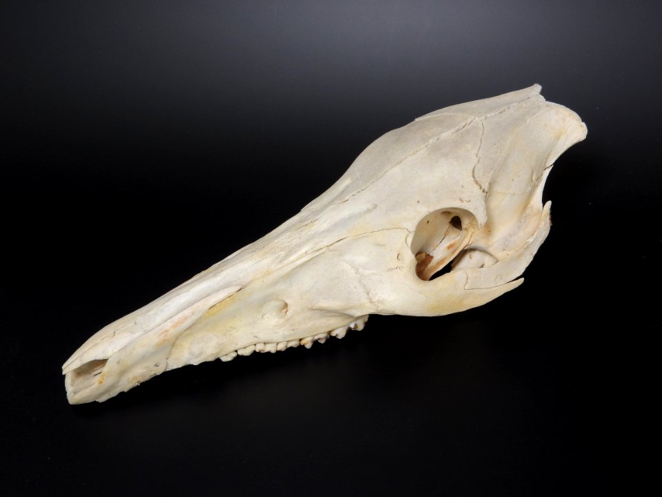 Sus scrofa - cranium (skull)
