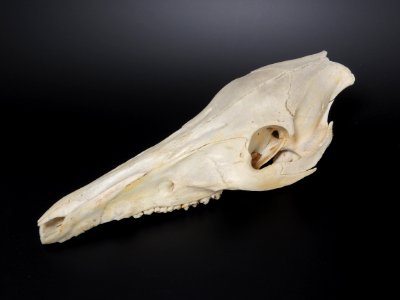 Sus scrofa - cranium (skull)