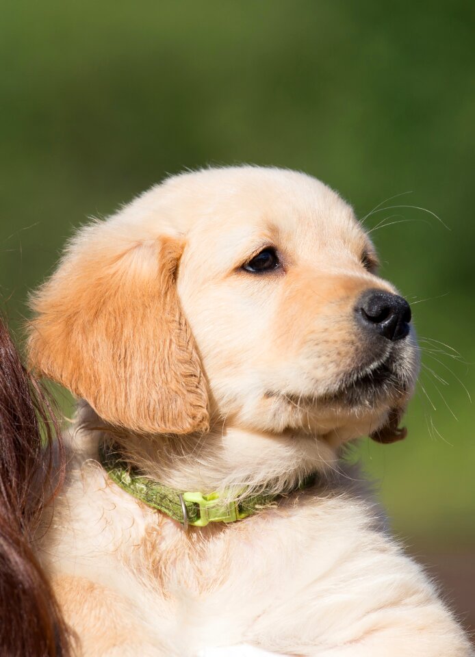 Young purebred dog in the free