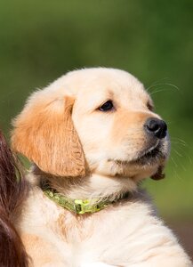 Young purebred dog in the free