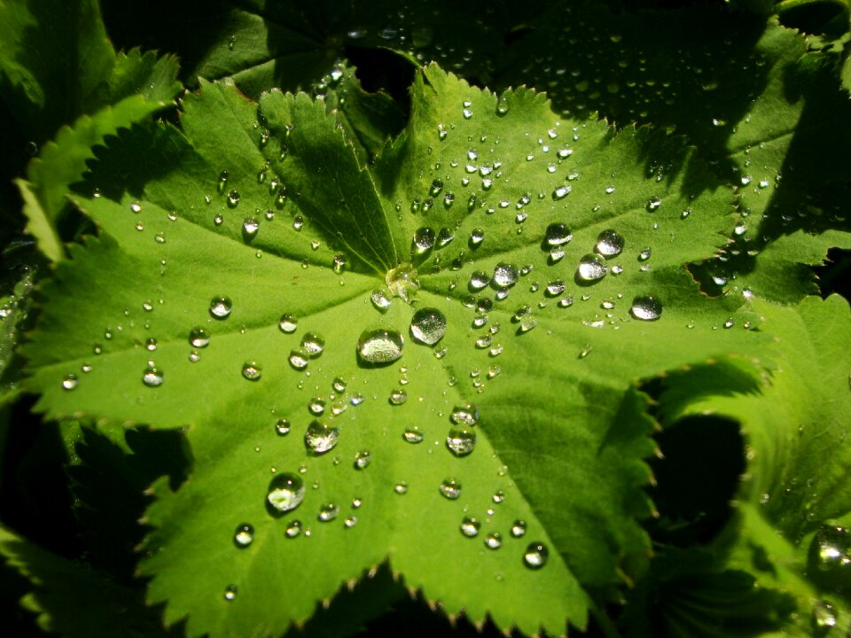 Drop of water leaf makkro