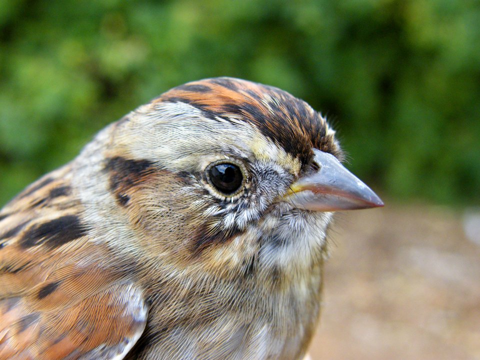 Swamp sparrow head