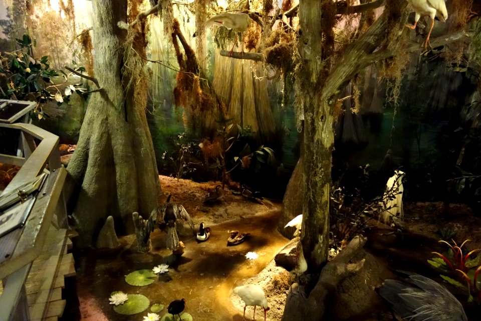 Swamp - Fernbank Museum of Natural History - DSC00156