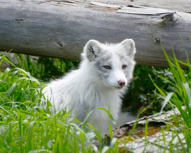 Mammal wild wilderness