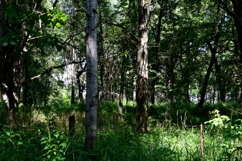 Sure Johnson Mound Group