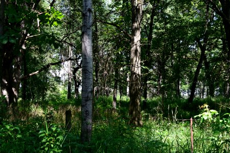Sure Johnson Mound Group