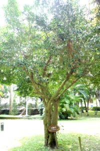 Suregada aequorea (Gelonium aequoreum) - National Taiwan University - DSC01162