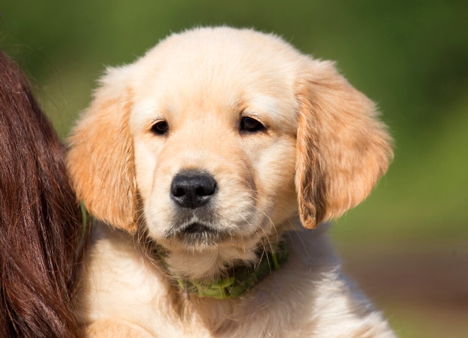 Young purebred dog in the free