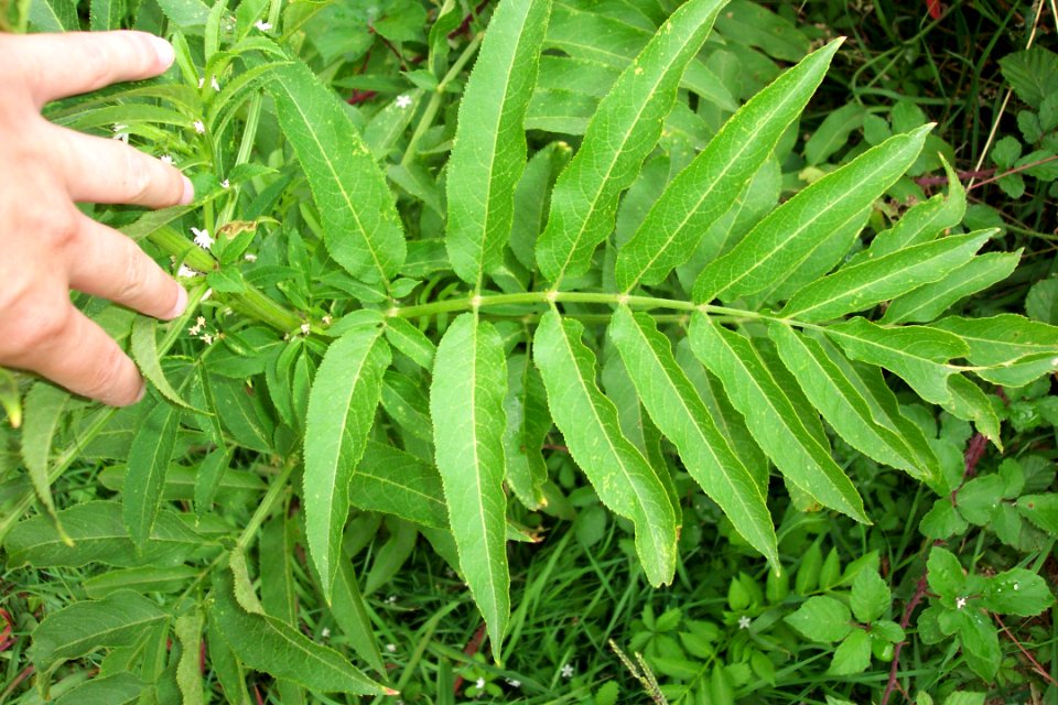 Sureau hieble (4)