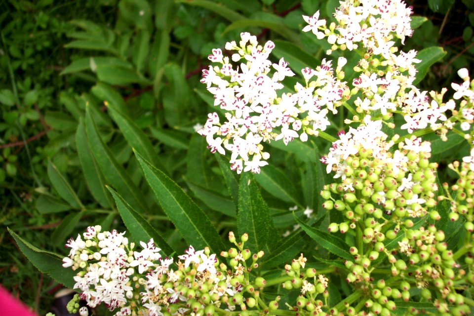 Sureau hieble (6)