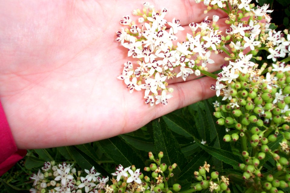Sureau hieble (9)