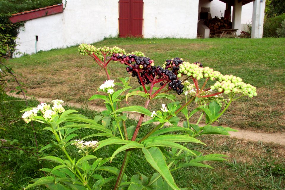 Sureau hieble (13)